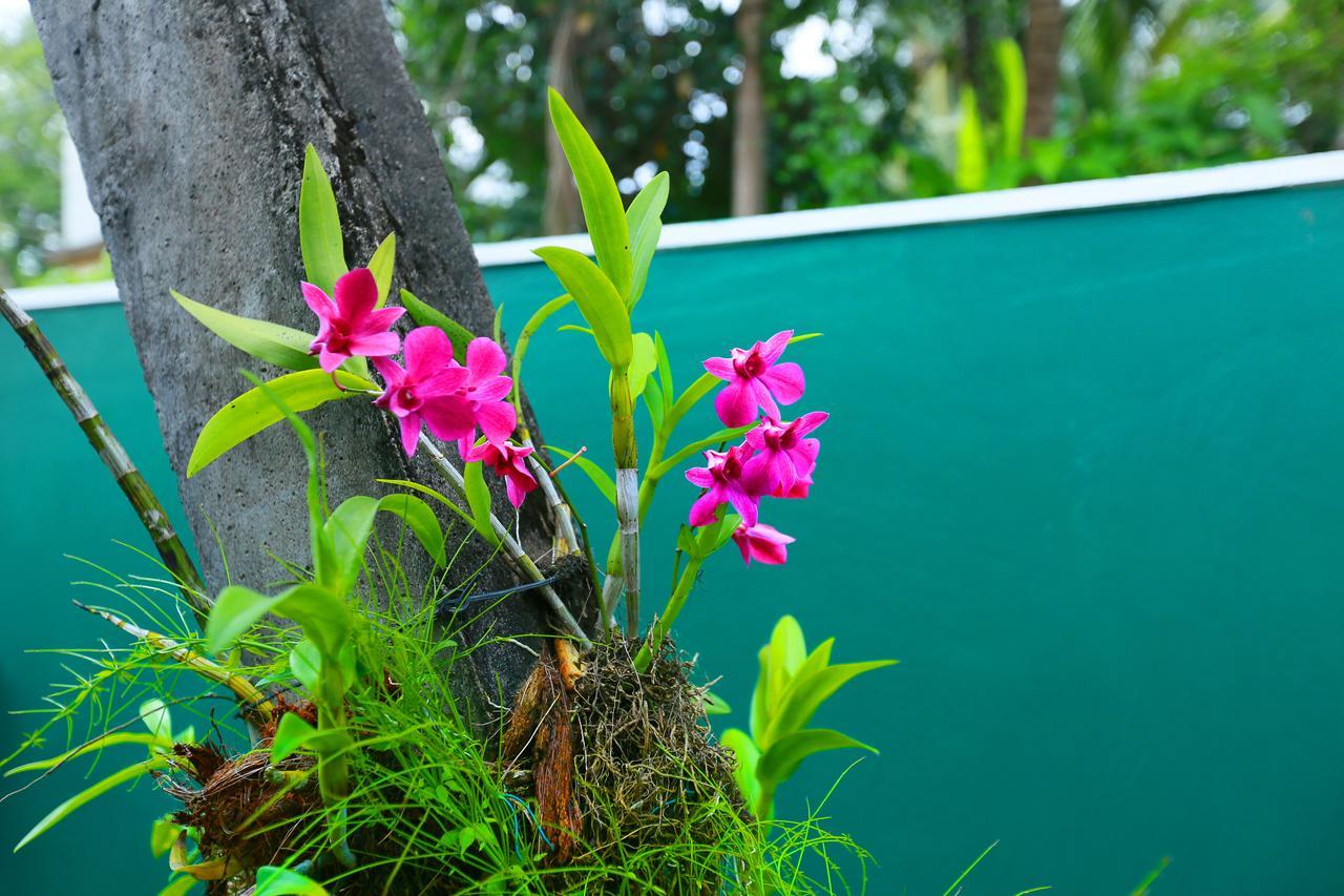 Ceylonika Rest Hotel Bentota Ngoại thất bức ảnh